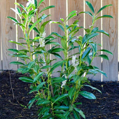 Kirschlorbeer, Prunus Laurocerasus, Blühende Sträucher Kirschlorbeer Winterhart, Steingartenpflanzen Pflanzensamen Exotische 250Samen