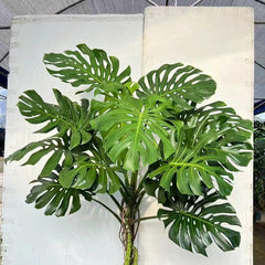 Monstera Pflanze Samen Dachbegrünung Samen Indoor Garten Monstera Samen Zimmerbonsai Bonsai Dekoration Wohnzimmer Kräutersamen Dekopflanzen Gartenpflanzen Winterhart - Seltene 20Pcs