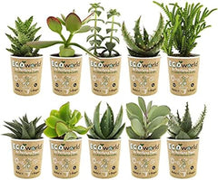 Vdvelde.Com - Ecoworld Mini Sukkulenten Set Echt - 10 Verschiedene Arten Sehr Pflegeleicht, Benötigen Wenig Wasser - 10 Mini Sukkulente Echte Pflanzen Ø 6 Cm - Höhe 8-15 Cm