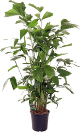 Trendyplants - Caryota Mitis - Fischschwanzpalme - Zimmerpflanze - Höhe 130-150 Cm - Topfgröße Ø24Cm