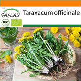 SAFLAX - BIO - Diente de león - 400 semillas - Taraxacum officinale