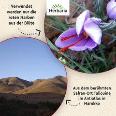 Herbaria Safran-Fäden bio 0,5g im Glas – Bio Saffron-Fäden aus dem bereicht Safran-Ort Taliouine in Marokko – Safranfäden in Premium Bio-Qualität – Saffron Premium - Safran première catégorie