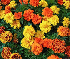 La Verde MI JARDÍN Y YO. Tagetes Bonita Mezclar semillas de flores durante aprox. 100 plantas, caléndulas de larga floración, flores dobles, semillas sin OGM