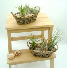 Tillandsien 5Er-Mix Mit EXTRA T. Fuchsii Var Gracilis, Luftreinigende Air Plants, Pflegeleicht, Natürliche Deko, Gärtnereizucht