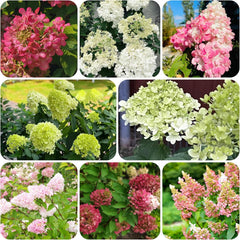 Rispenhortensie Immergrüne Sträucher Winterhart Blühend Hydrangea Paniculata Schattenpflanzen Wildblumensamen Bonsai Balkon Blumensamen Seltene Zimmerpflanzen Balkonpflanzen 40Samen