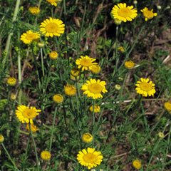Manzanilla de tinte (Anthemis tinctoria): alrededor de 800 semillas de la planta de tinte tradicional y flor silvestre perenne