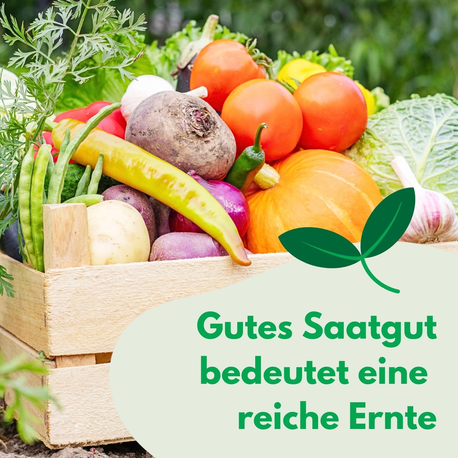 Cosmos Sensation Mix 1g semillas, Cosmos Mix Flores de verano, Plantas de jardín Plantas de balcón, Semillas de flores