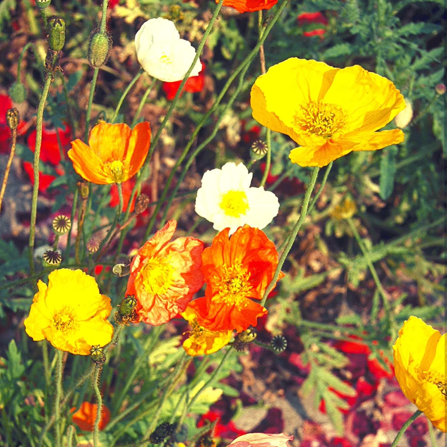 Mezcla de semillas de amapola de Islandia (Papaver nudicaule): hermosas amapolas en flor con un largo período de floración para un prado de flores coloridas (Amapola de Islandia)