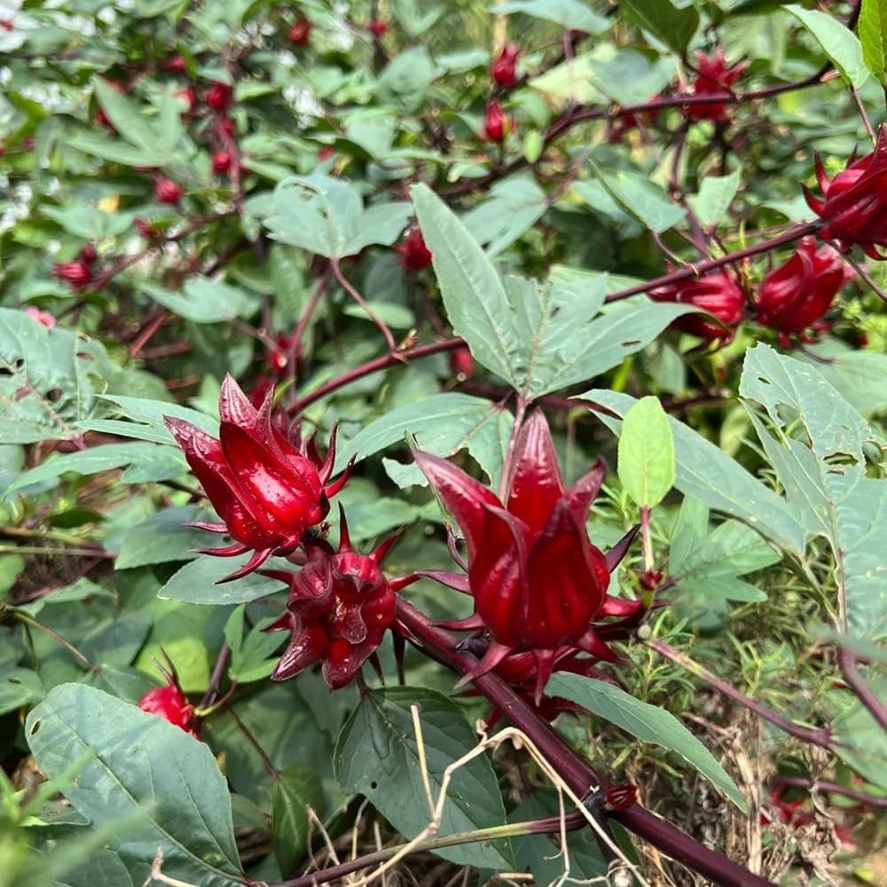 Hibiscus Sabdariffa - Kräutersamen Gartenblumen Seltene Küchenkräuter Deko Kräuterpflanzen Bodendecker Gartenkräuter Steingartenpflanzen Wildblumen Heilkräuter Garten Geschenk Schnell 100Samen