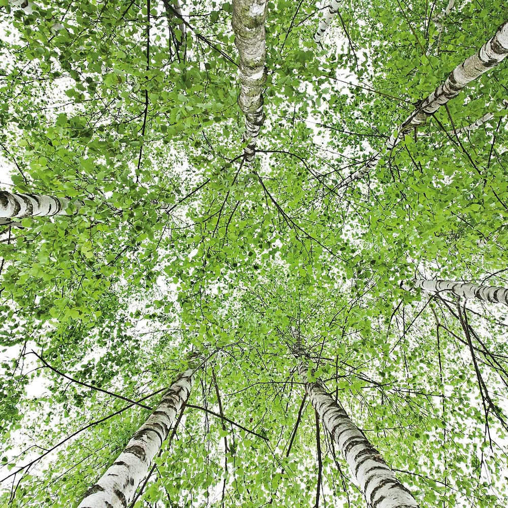 WELEDA Bio, Aceite corporal con aceite de jojoba, fortalece la piel y activa el metabolismo de la piel, 100 ml Ducha y baño Naty Shop