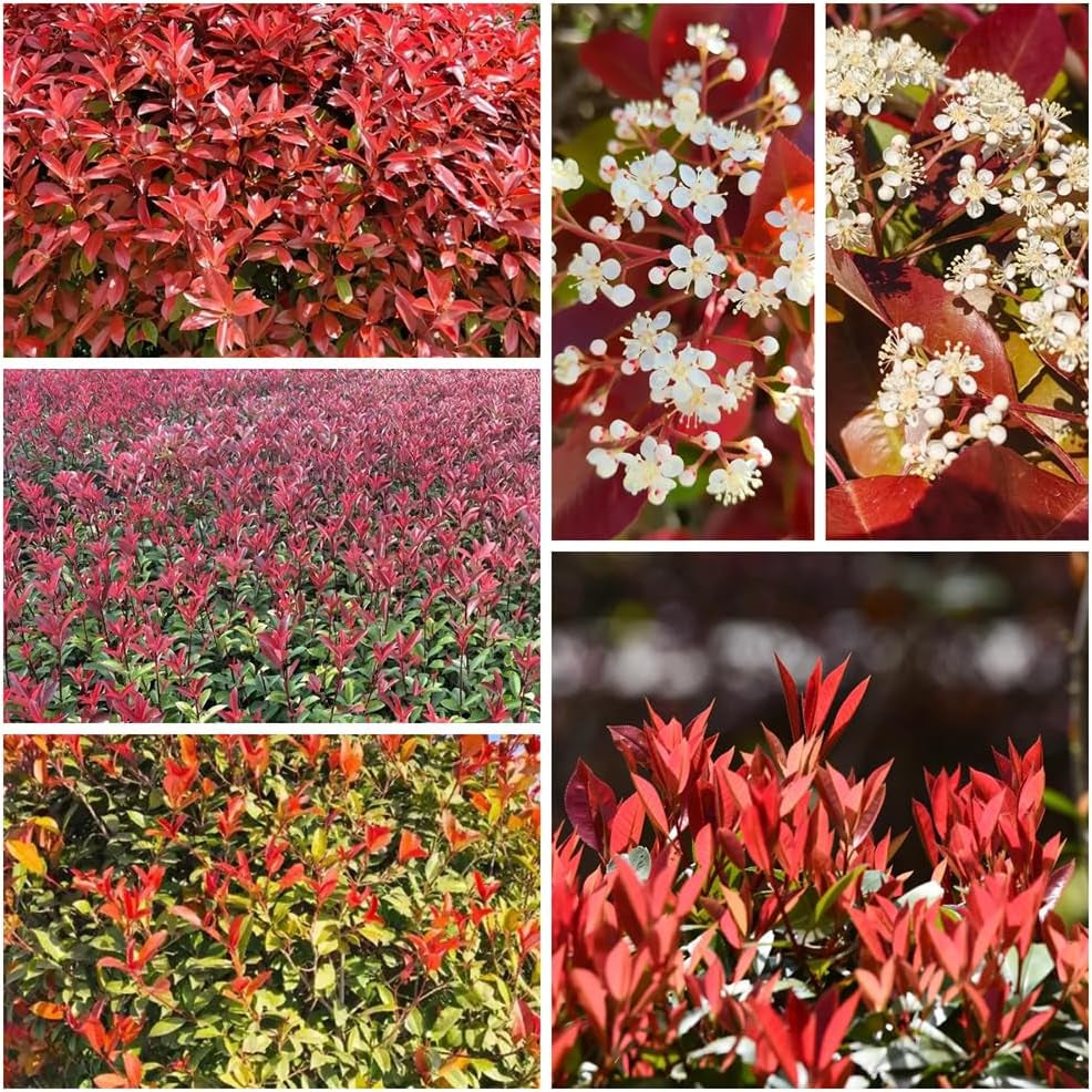 Rote Glanzmispelsamen - Balkon Red Robinsamen Indoor Stauden Winterhart Garten Gewächshaus 420Pcs