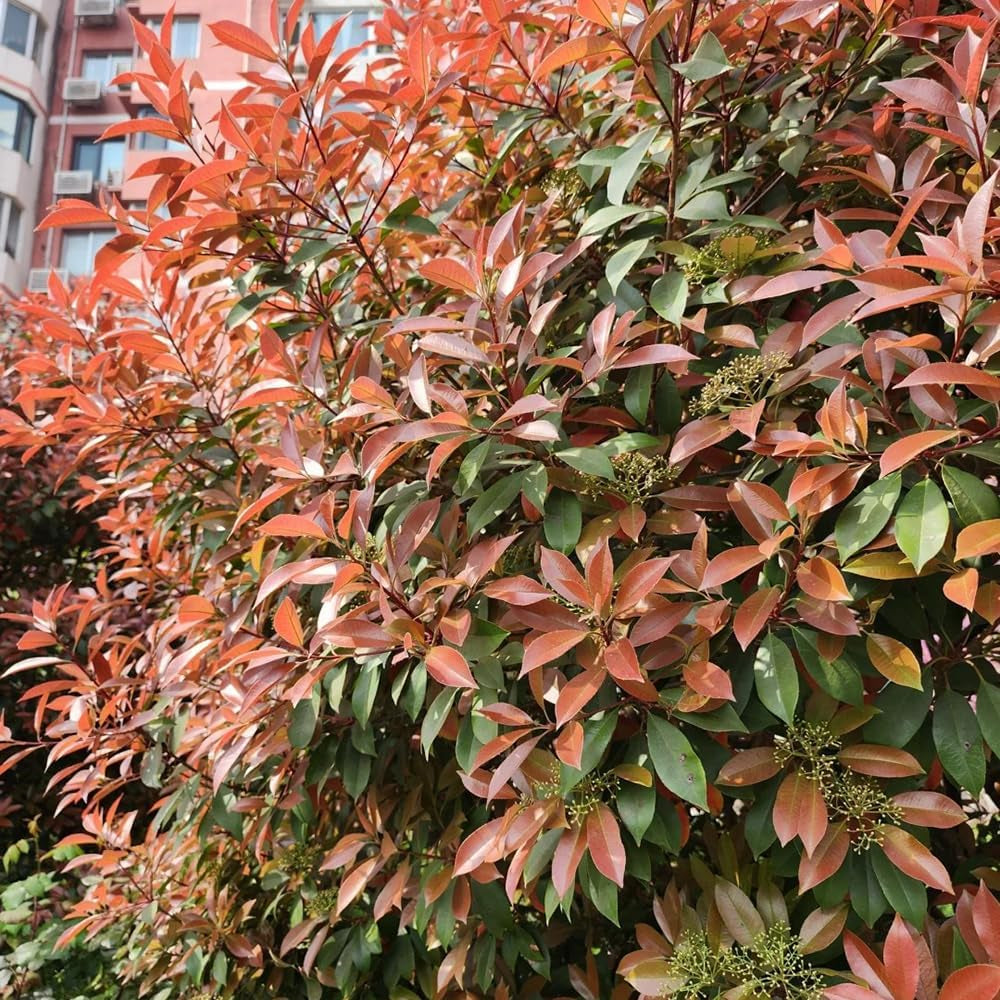Rote Glanzmispelsamen, Red Robinsamen, Zimmerpflanzen Bio Deko Seltene, Balkon Stauden Blumengarten Steingartenpflanzen 300Pcs