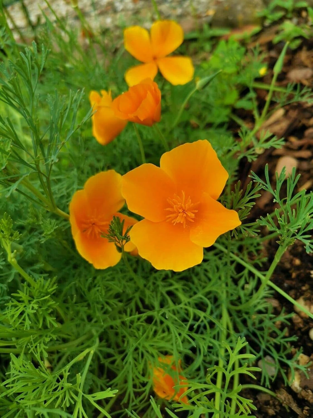 1000 semillas de amapola de California (Eschscholzia californica), pradera de flores silvestres, pasto de abejas.