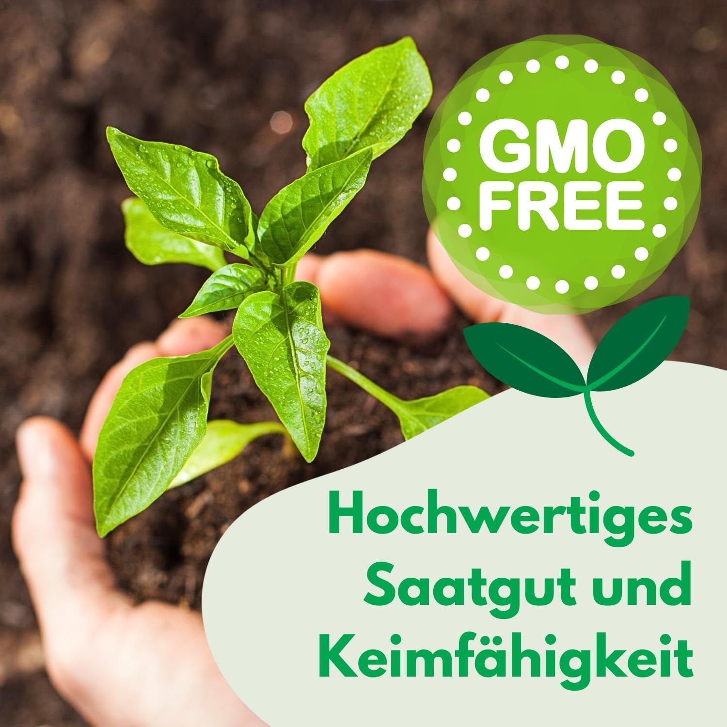 Cosmos Sensation Mix 1g semillas, Cosmos Mix Flores de verano, Plantas de jardín Plantas de balcón, Semillas de flores