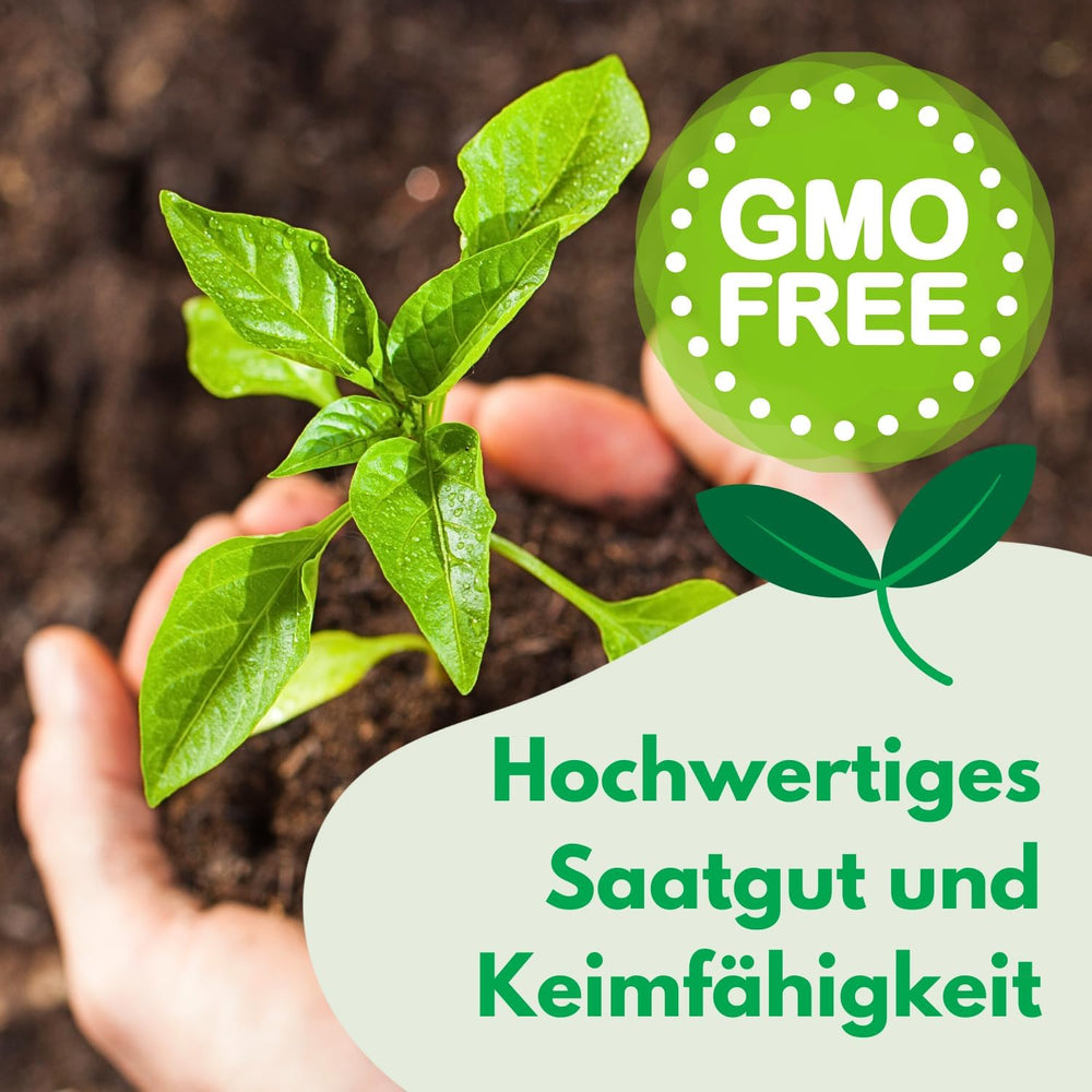 Cosmos Sensation Mix 1g semillas, Cosmos Mix Flores de verano, Plantas de jardín Plantas de balcón, Semillas de flores