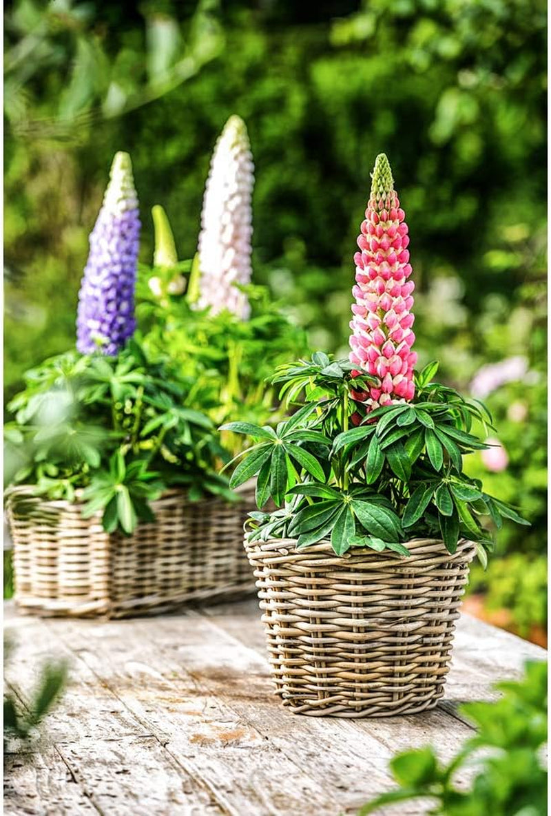 Ghiveci Dehner din ratan, aprox. 40 x 23 x 20 cm, țesătură de ratan, gri/maro