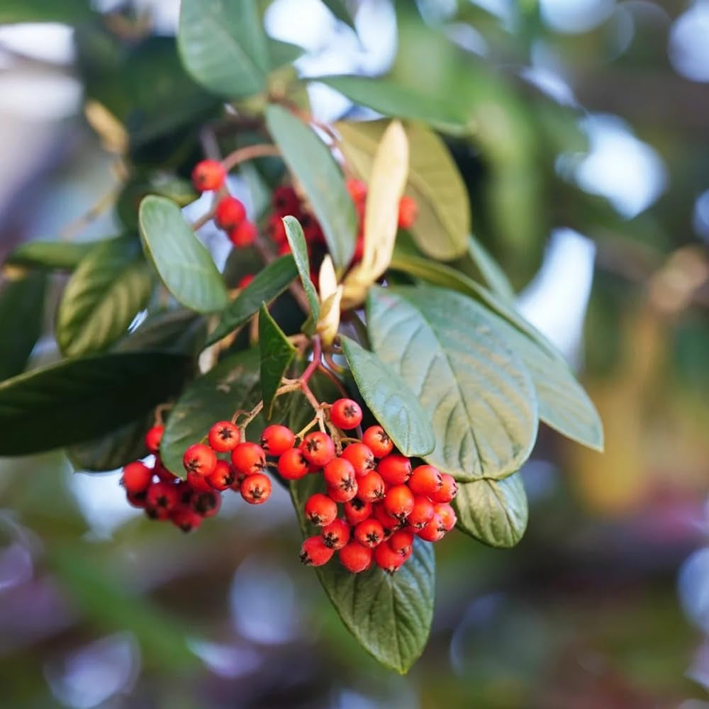 Teppichmispel, Alte Sorten Bodendecker Cotoneaster Dammeri, Garten Herbstblumen Winterhart Baumsamen Blumensamen Gastgeschenk Blühende Sträucher Winterhart 180Samen