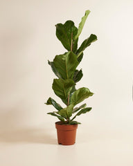 Ficus Lyrata (Feigen) - Zimmerpflanzen, Pflanzen Echt, Nachhaltige Verpackung Geigen-Feige- 21Cm Topf - Höhe 110Cm - Direkt Von Der Gärtnerei