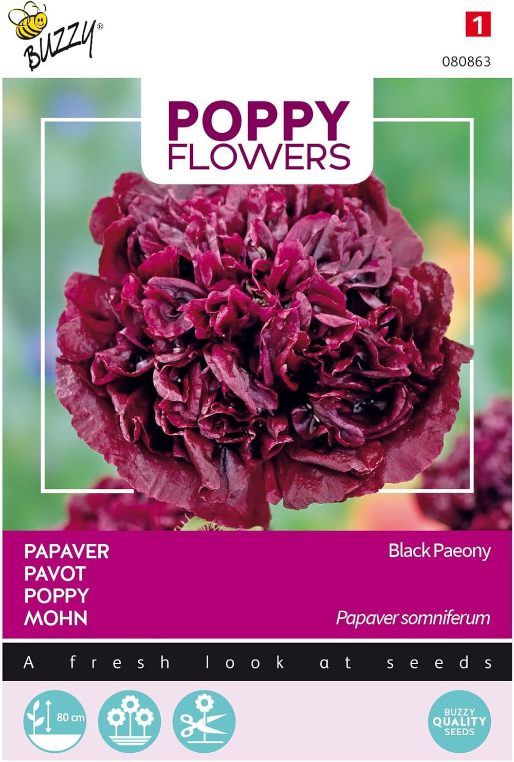 Flores de Buzzy Poppy, Paeony de amapola negra