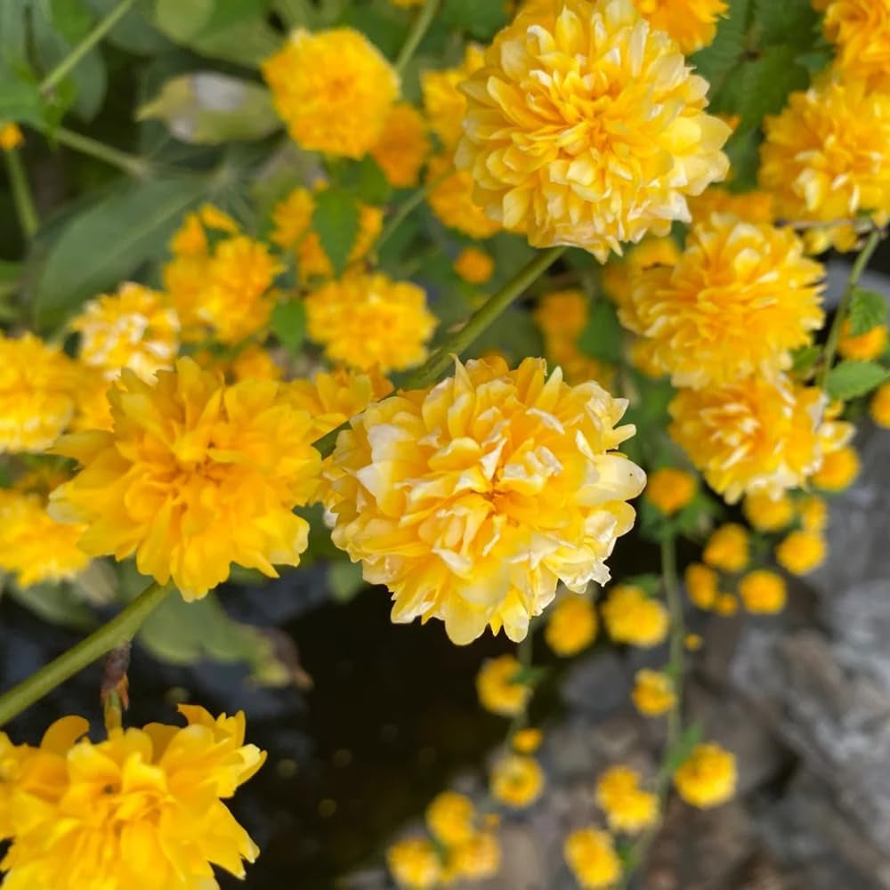 Ranunkelstrauch, Seltene Balkonpflanzen Alte Sorten Schnittblumen Blumensamen Gastgeschenk Hecken 35Samen
