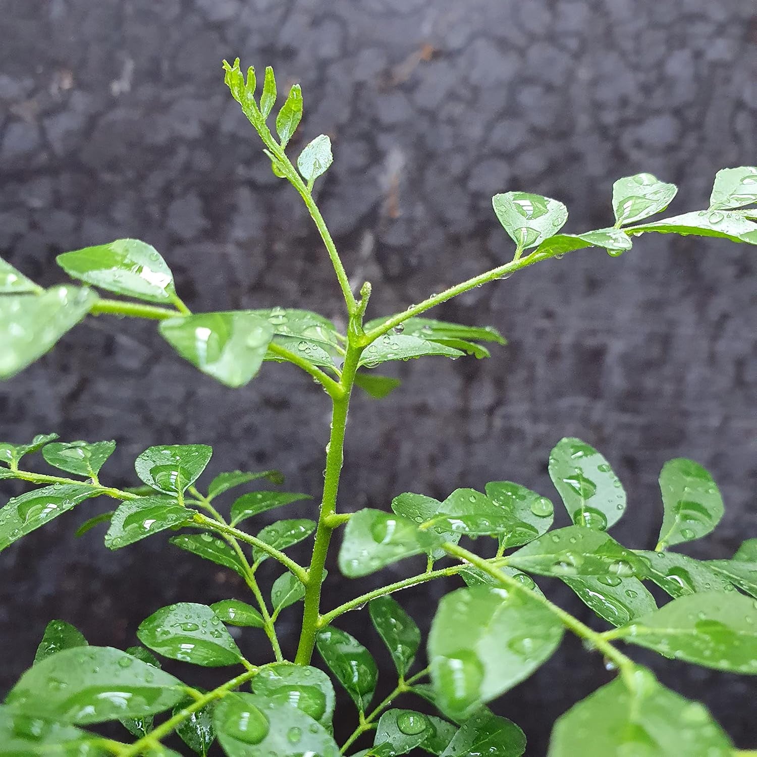 1 Curryblatt Baum | Murraya Koenigii | Aus Samen gezogen | Seleccionados en la UE | Indische & Sri Lanka Zimmerpflanze | 10-15 cm de altura en 7 cm de altura | Plantas de curry | Bergera Koenigii