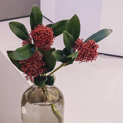 Skimmia - Wohnzimmer Deko Skimmia Japonica - Balkonpflanzen Winterhart Mehrjährig Für Draußen Winterhart Sträucher Bonsai 300Samen