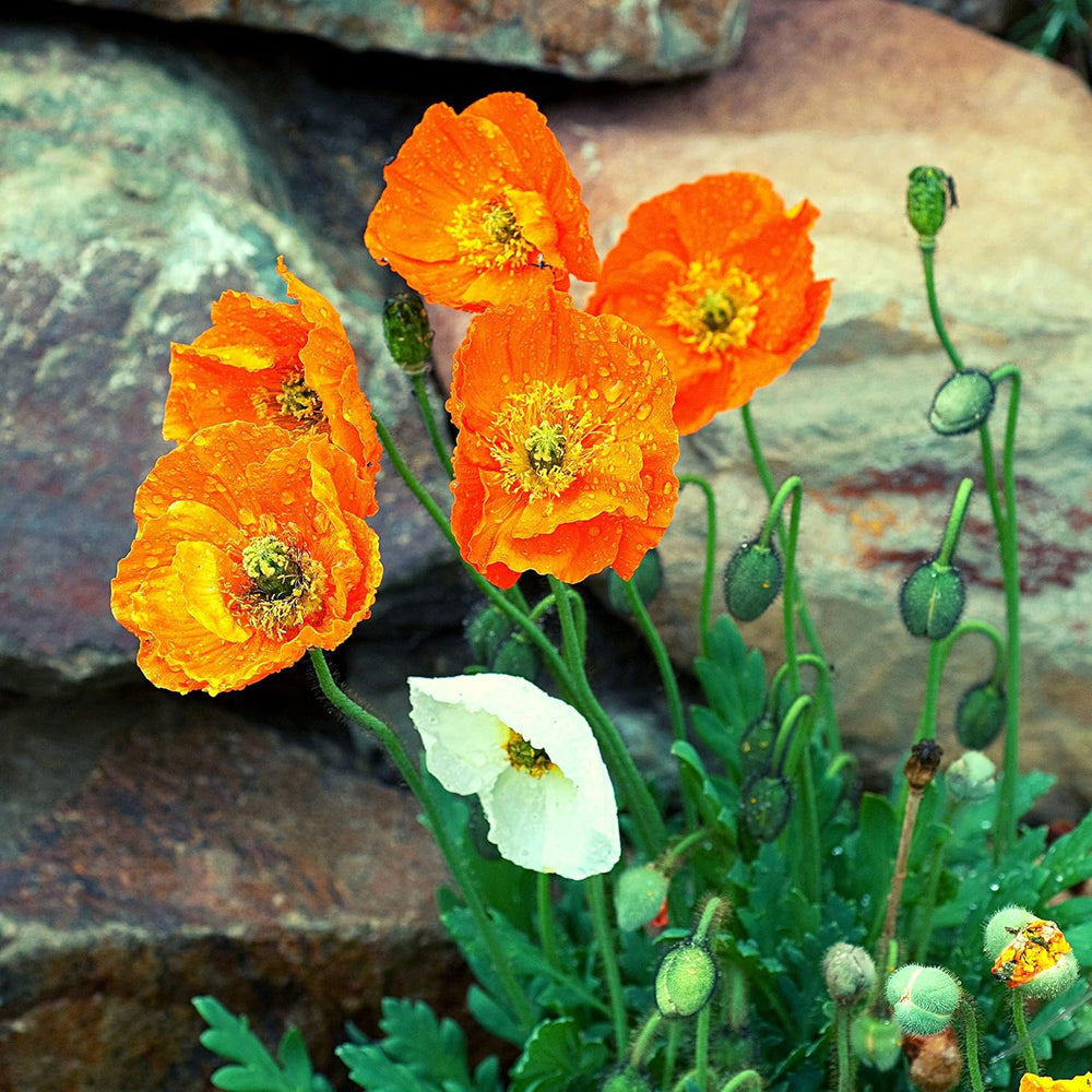 Mezcla de semillas de amapola de Islandia (Papaver nudicaule): hermosas amapolas en flor con un largo período de floración para un prado de flores coloridas (Amapola de Islandia)