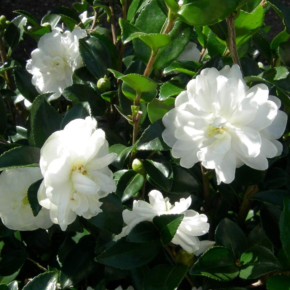 Juego de 3 Camellia Gardeners Dream (rojo, blanco y rosa) - Arbustos de flores de hoja perenne resistentes - Plantas de jardín resistentes - Plantas de balcón resistentes - Plantas de maceta resistentes