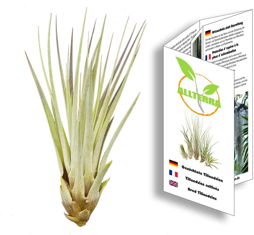 Tillandsia Fasciculata Ca. 25 Cm Hoch