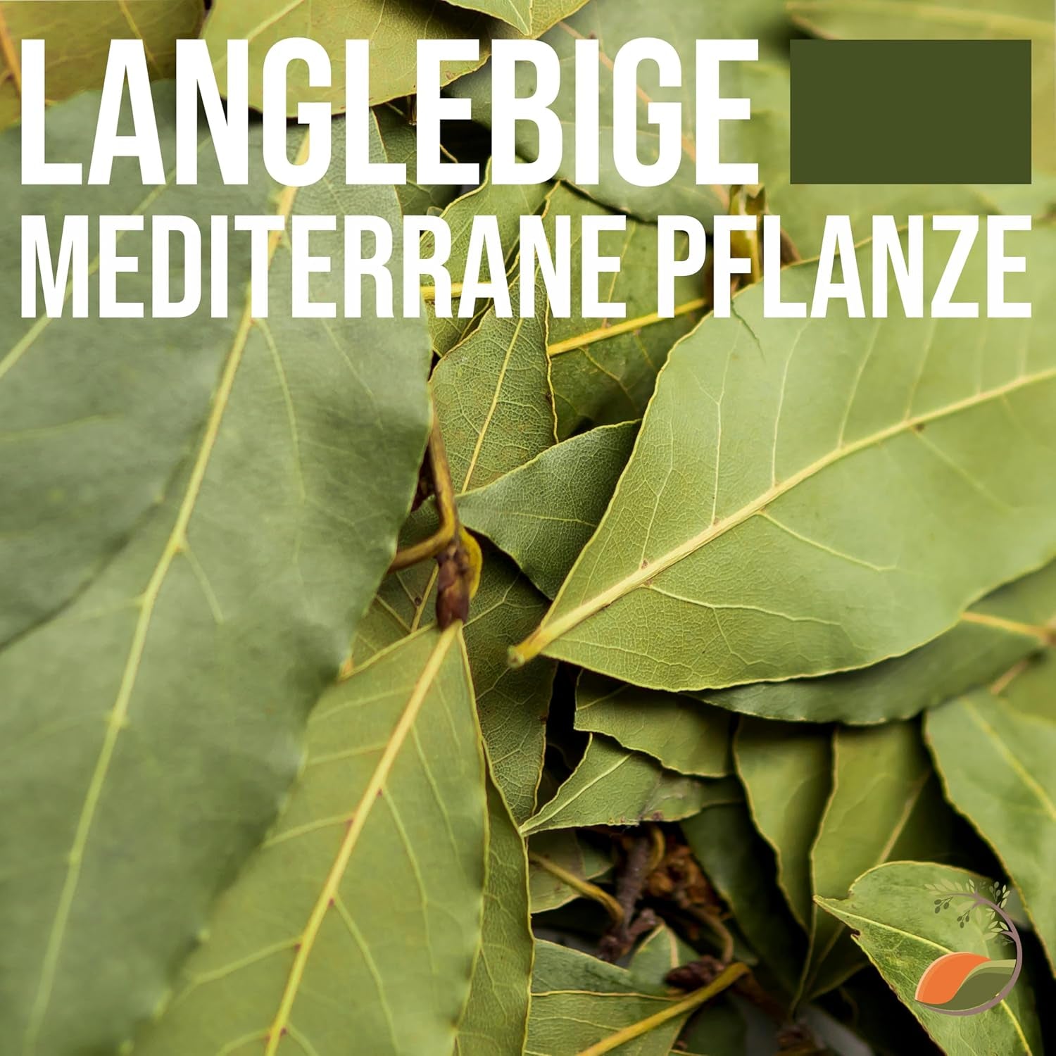 Tropictrees - Laurus Nobilis – Echter Lorbeerbaum Ca. 100 Cm Hoch Inkl. Topf – Winterhart & Immergrün – Mediterrane Kübelpflanze Für Garten, Terrasse & Balkon – Pflegeleicht & Duftet Aromatisch