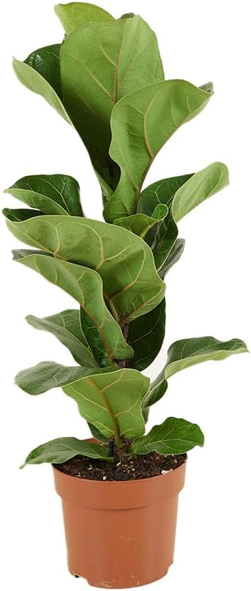 Bloomique - 2Er Set - Ficus Lyrata - Geigenfeige - Zimmerpflanzen Groß - Pflegeleicht - Luftreinigend - Höhe 60-70 Cm - Topf 17 Cm