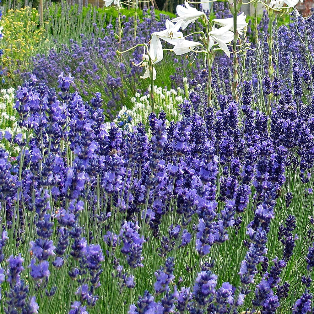 Plantas aromáticas - Samenset mit 6 prachtvoll duftenden Blühpflanzen