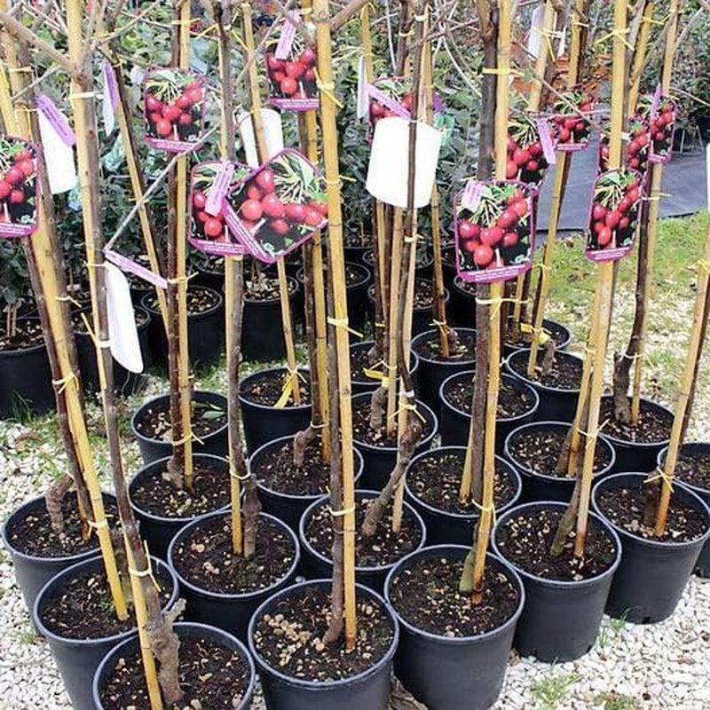 Sauerkirschbaum Visciola Di Germania from Germany – Alte Sorte, Obstpflanze Im Topf Ø 20 Cm — Höhe 150-170 Cm, Alter: 2 Jahre — Selbstfruchtend - Italienische Baumschule