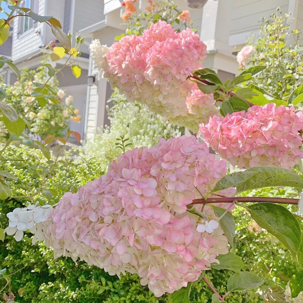Rispenhortensie Rispenhortensien Topfpflanzen Draußen Winterhart, Bodendecker Winterhart Mehrjährig Blumenbeet 60Samen