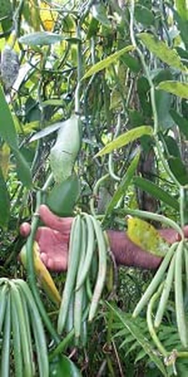 Vainilla en polvo 50 G, vainilla molida en polvo 100% pura Aromas Naty Shop