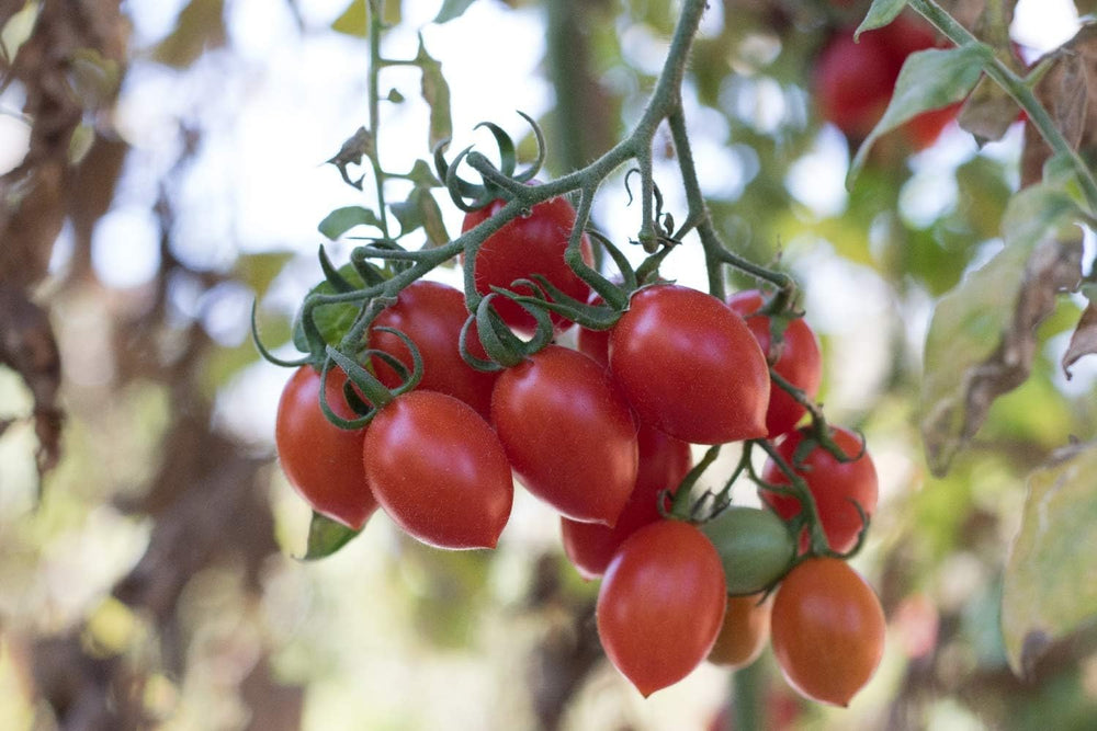 SAFLAX - Garden in the Bag - BIO - Tomate - Roma - 15 Samen - Mit Anzuchtsubstrat Im Praktischen, Selbst Aufstellenden Beutel - Solanum Lycopersicum