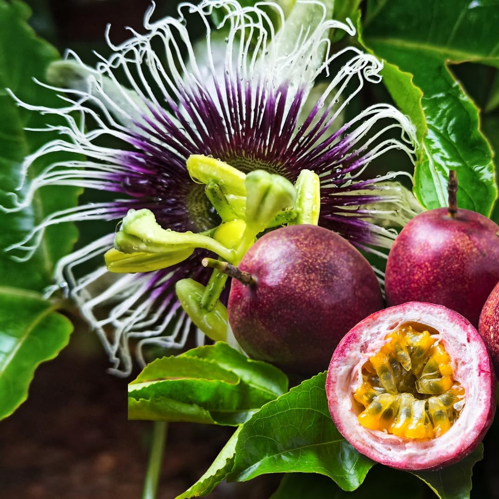 Passionsblume Edulis Spalier - Obstpflanze Alte Frucht Auf Blumentopf 26 Baum Max 200 Cm – 4 Jahre Anbau Italien