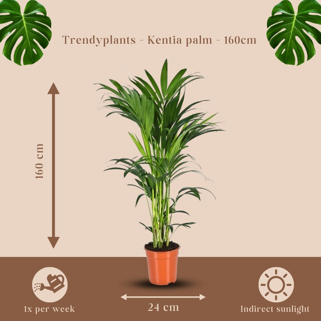 Trendyplants - Kentia Palme - Howea Forsteriana - Zimmerpflanze - Höhe 150-170 Cm - Topfgröße Ø21Cm