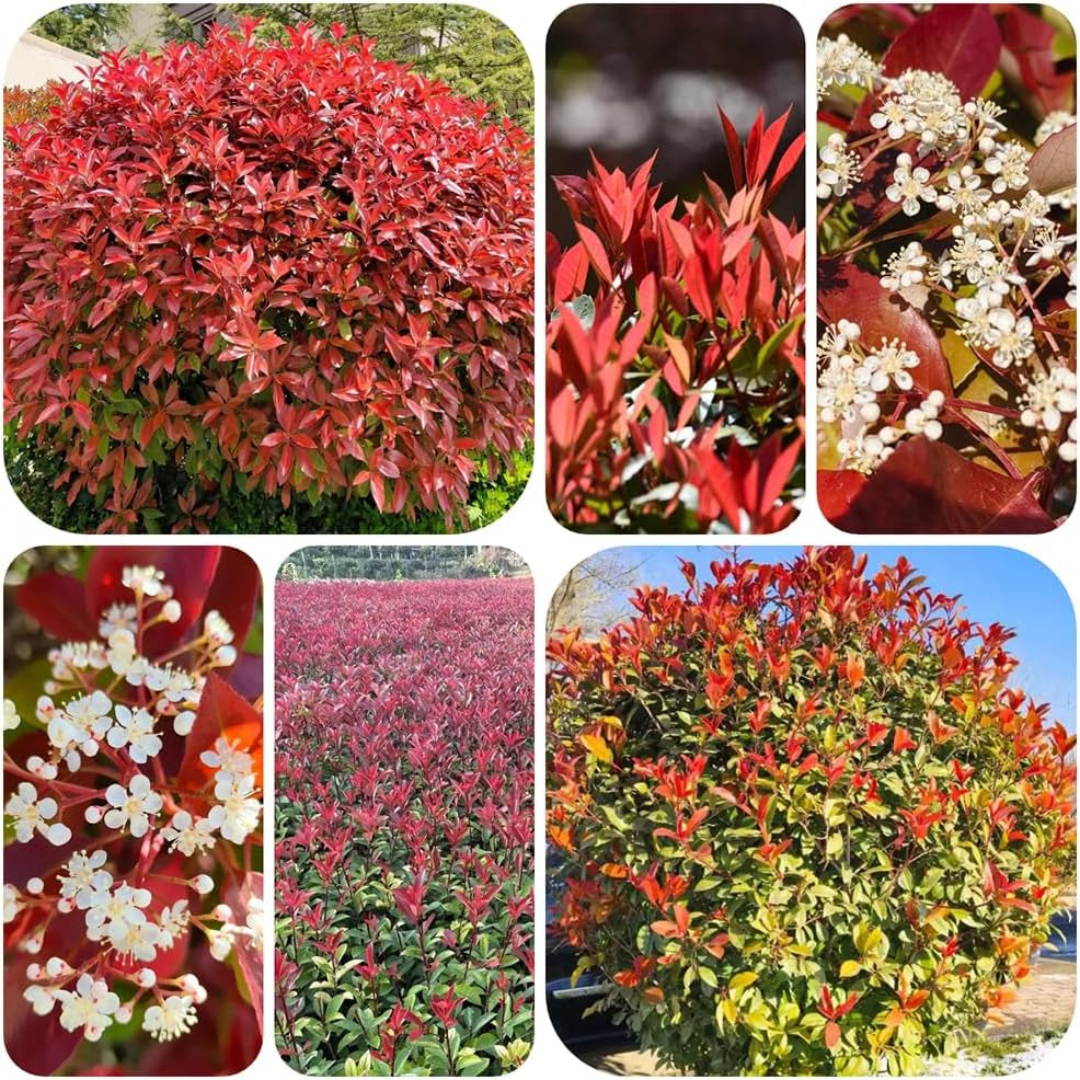Rote Glanzmispelsamen, Red Robinsamen, Hochbeet Winterharte Balkonpflanzen Gewächshaus Mehrjährig Garten 420Pcs