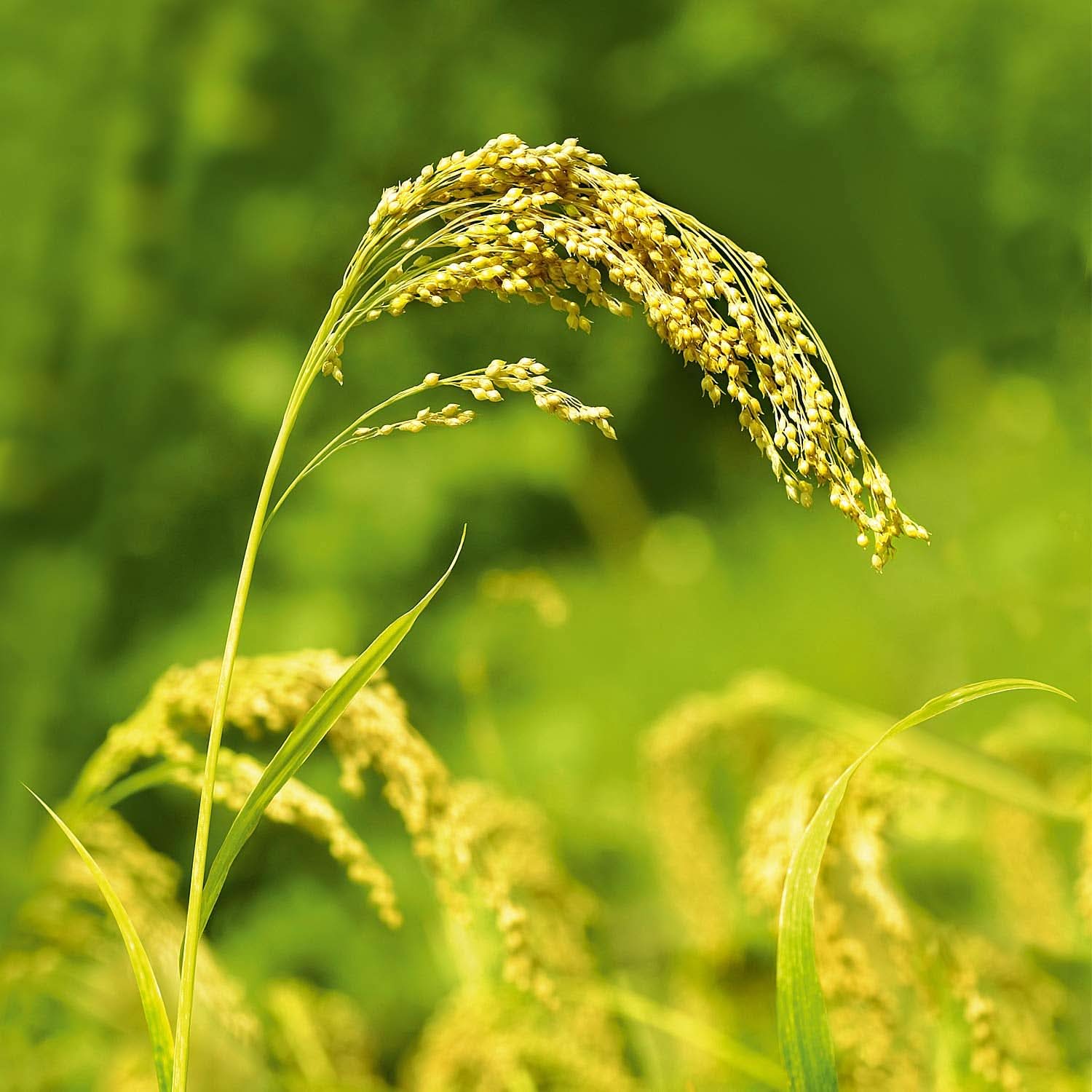 WELEDA Organic Millet Care Champú, limpieza delicada, 190 ml Ducha y baño Naty Shop