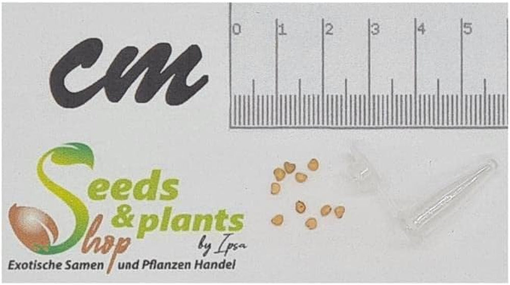 Stk - 10X Psidium Guineense Brasilianische Guave Garten Pflanzen - Samen ID1531 -