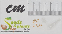 Stk - 10X Psidium Guineense Brasilianische Guave Garten Pflanzen - Samen ID1531 -