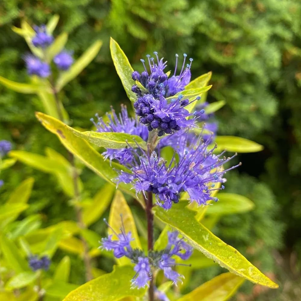 Bartblumesamen, Winterharte Kübelpflanzen, Hecken Bartblume, Kräuterpflanzen Schnell Wachsende 50Pcs
