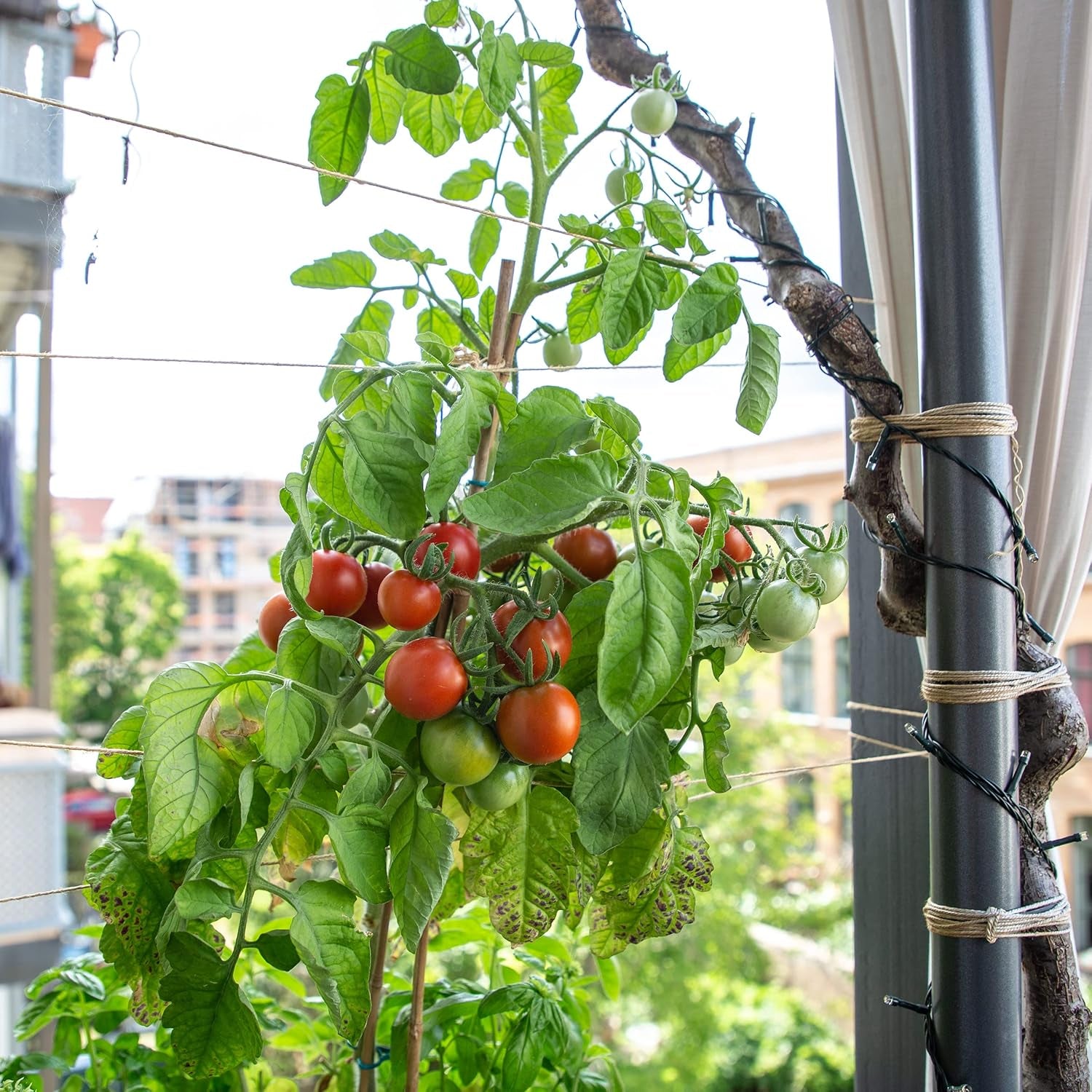 Balkon Tomaten Samen Für Ca 5X Tomaten Pflanze Theo : Premium Tomatensamen Für Kinder Und Erwachsene – Gemüse Samen – Garten Und Balkontomaten Samen – Gemüse Saatgut Für Kids – Saatgut Balkon Owngrown