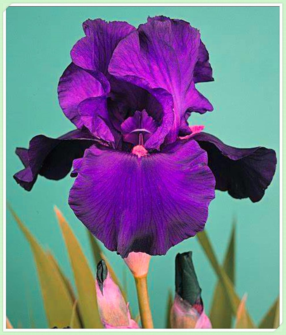 Blumenzwiebel Mix, Winterhart zwiebeln, Winterhart pflanzen, Mehrjährige Blumenzwiebel ist winterhart, Mysteriöse magische Glühbirne-4 Pflanzen Funken Hosta Rhizom