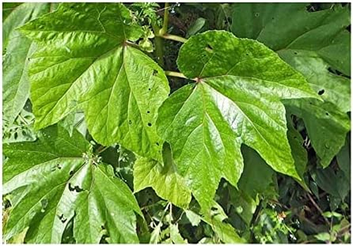 Stk - 10X Begonia Parviflora Baumbegonie Ziersträucher Garten Pflanzen - Samen ID344 -