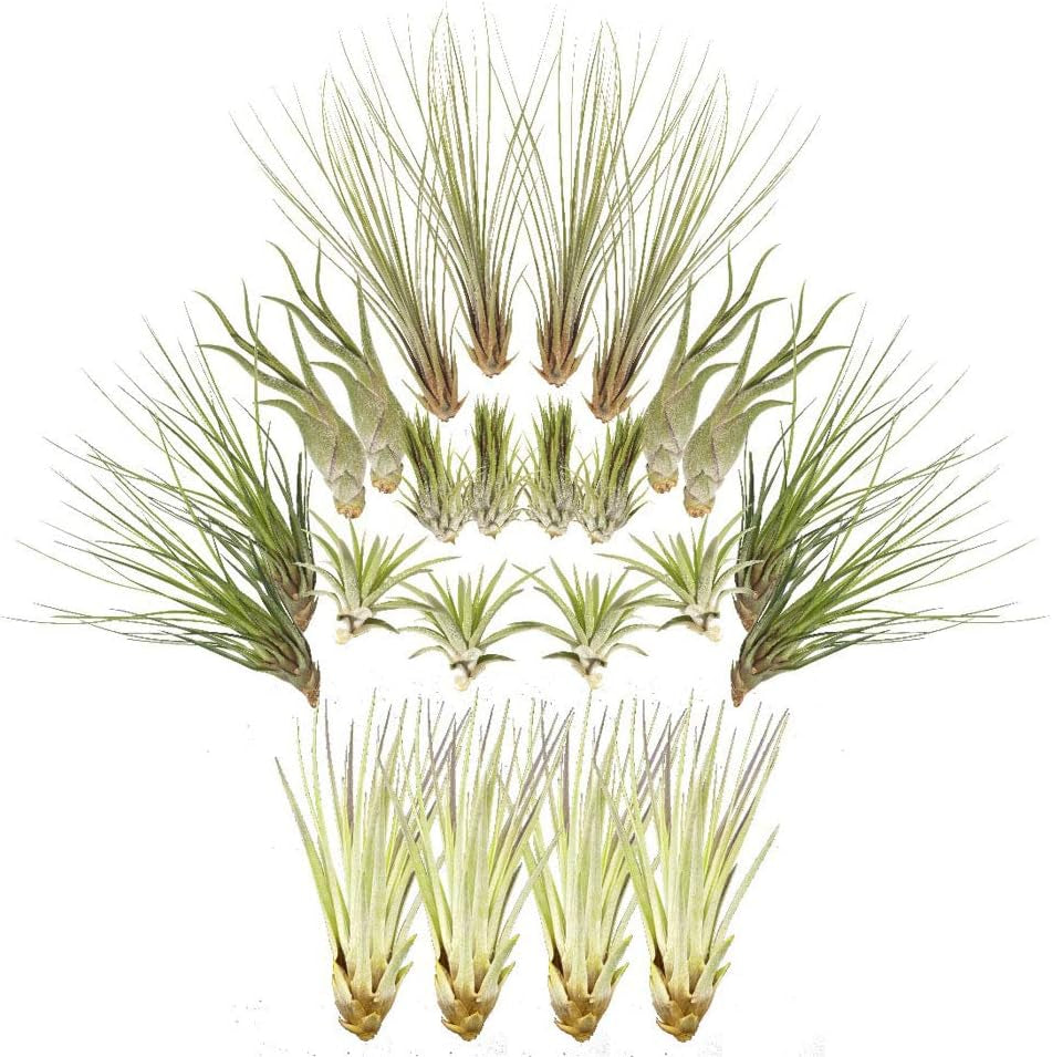 Tillandsien 24Er-Mix, Tillandsia, Bromeliengewächs