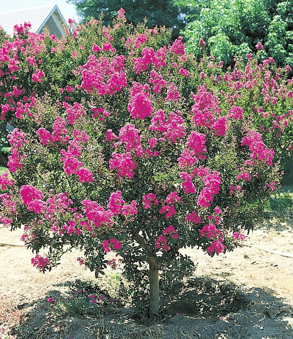 BALDUR Garten Flieder-Hecke, 1 Pflanze, Edelflieder Fliedertraum Blüten-Hecke, Sichtschutz, Syringa Vulgaris, Winterhart & Anspruchslos, Schnittblume, Blühend