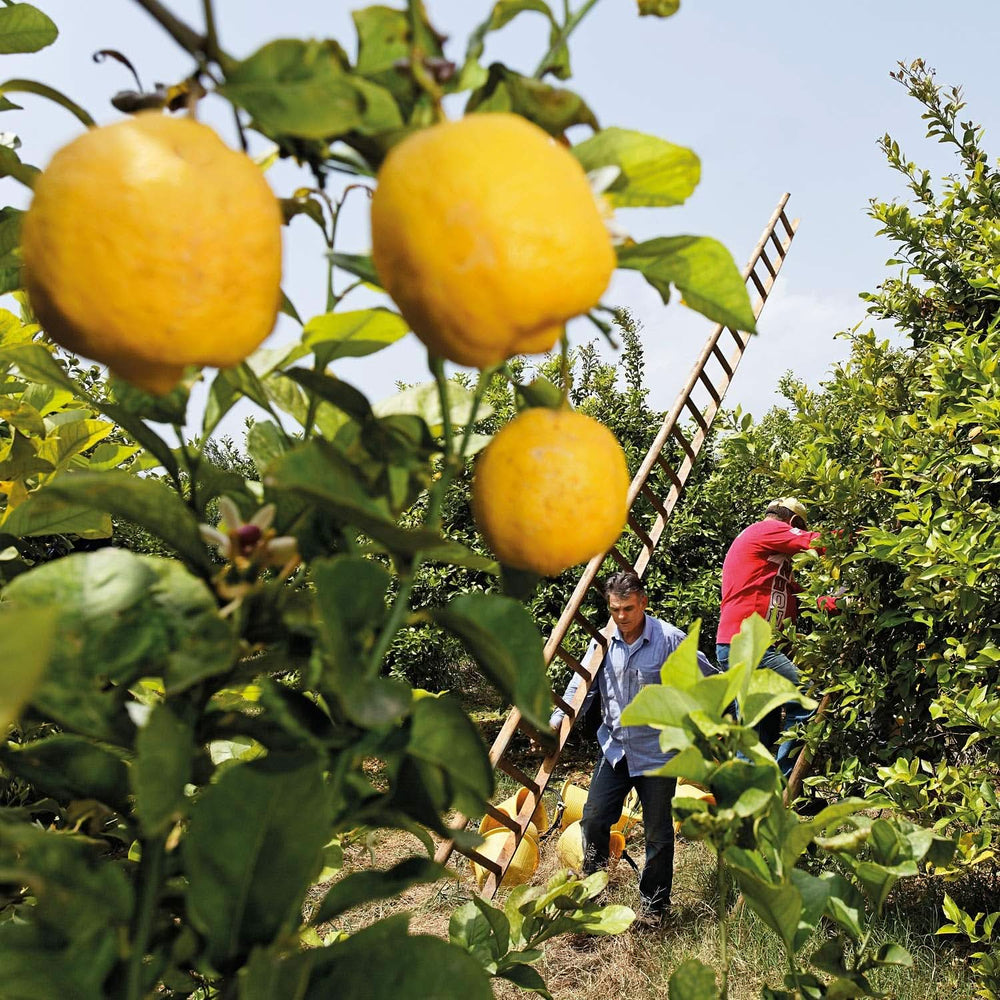 WELEDA Organic Refresh Shower Gel Vegan, gel de duș unisex, aromă de lămâie / portocală, 200 ml Naty Shop