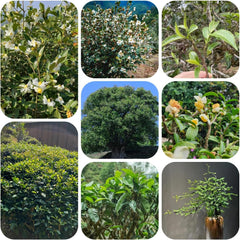Grüner Tee - Teebaum - Zimmerbonsai Teepflanze Kaufen Bio Baumsamen, Indoor Winterharte Kübelpflanzen Deko 25Samen